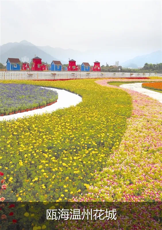 瓯海温州花城